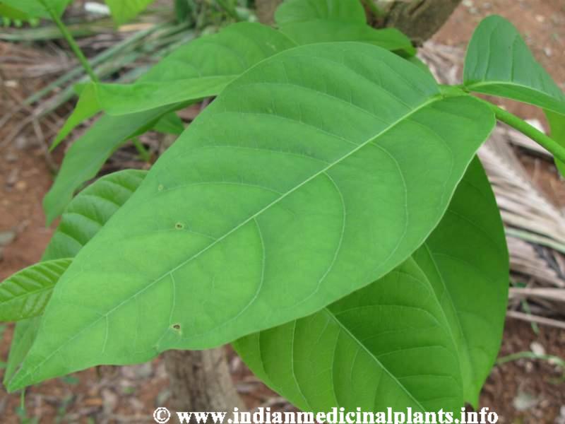 Holarrhena antidysenterica 4